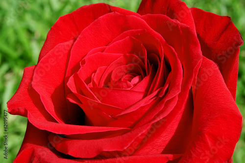 Macro shot of a beautiful red rose