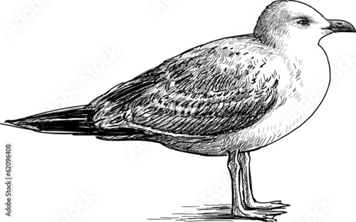 big seagull