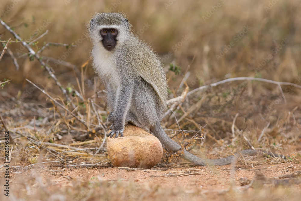 Vervet monkey sit on rock while forage for food in nature