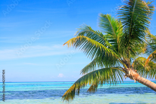 Tropical Sea Palm View © fotomaximum