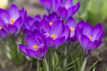 Wandcirkels Krokussen Paarse krokussen in lentetuin  © vargabandi