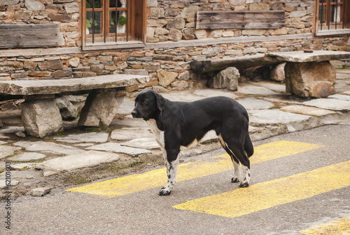 Mongrel dog standing on crosswalk by stone rural house