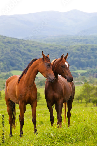 two Arabian horses