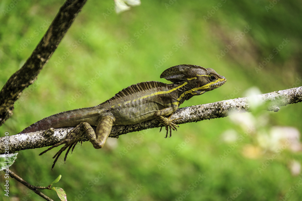 Obraz premium Brown and Yellow Basilisk Lizard