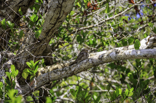 Brown Bird in Tree