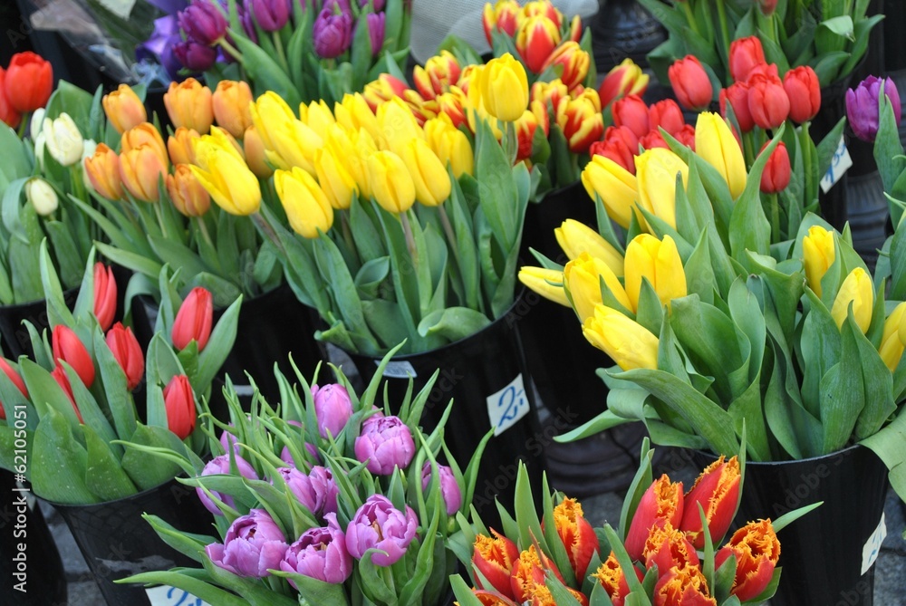 Obraz premium Wiosenne tulipany