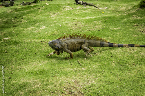 Walking Iguana photo