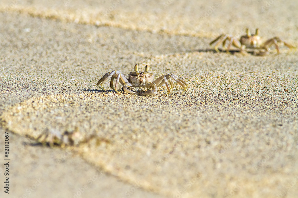 crab on sand beach