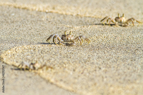 crab on sand beach