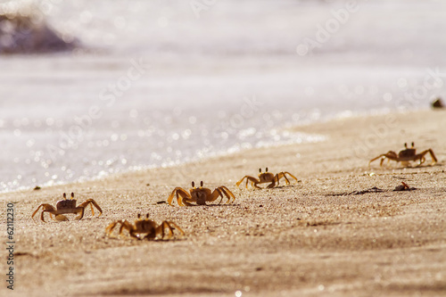 crabs on sand beach © trubavink