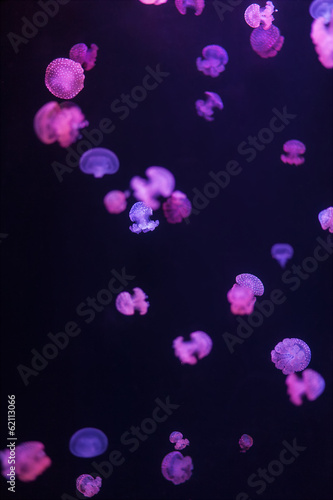 Jellyfish