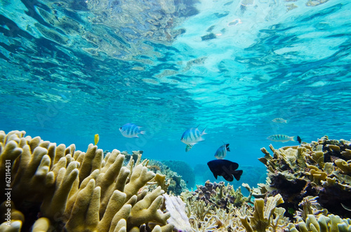 珊瑚礁と熱帯魚