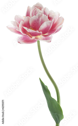 Fototapeta Naklejka Na Ścianę i Meble -  tulip