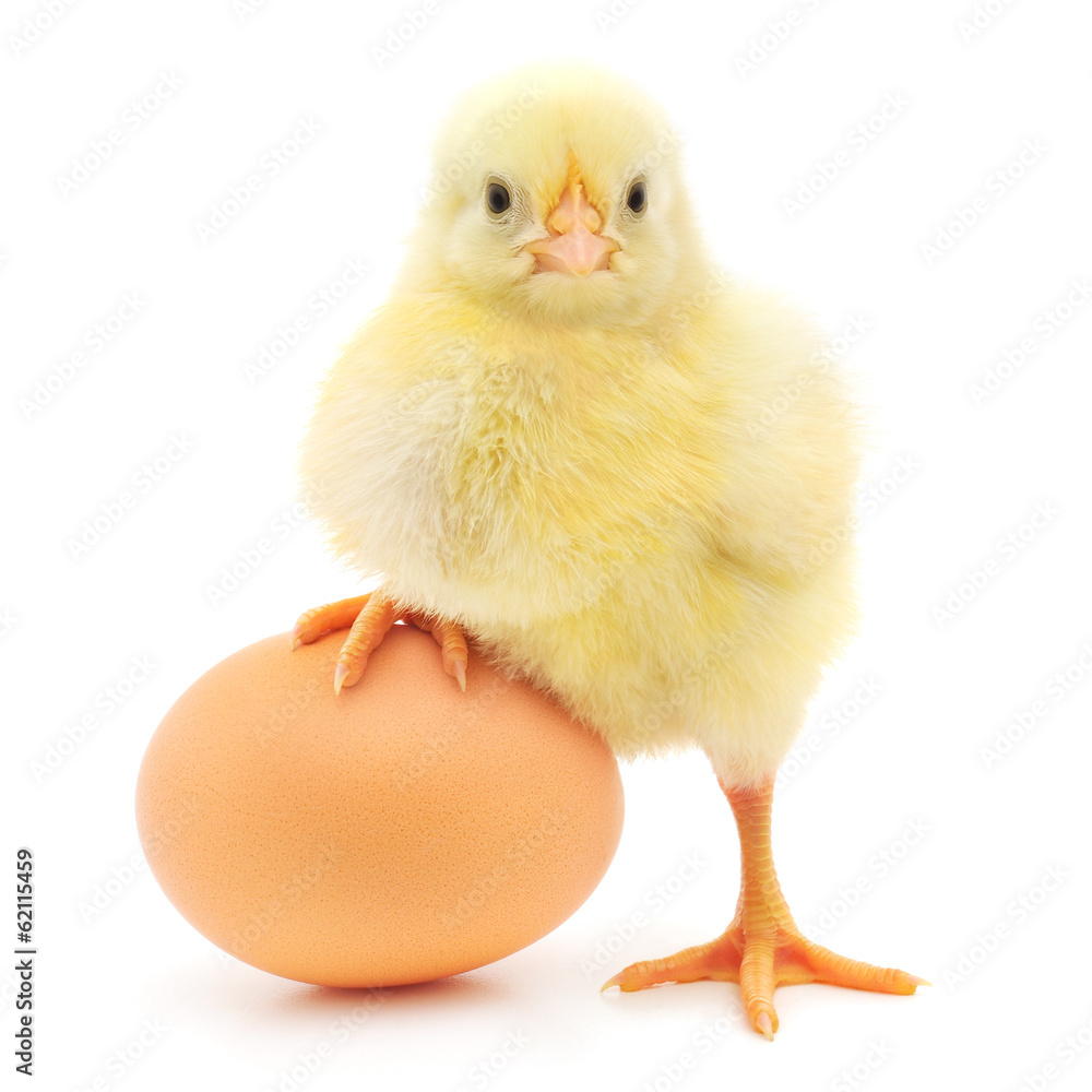 Fototapeta premium kurczak i jajko