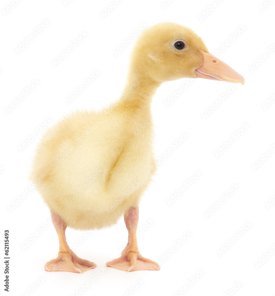 one duckling one duckling