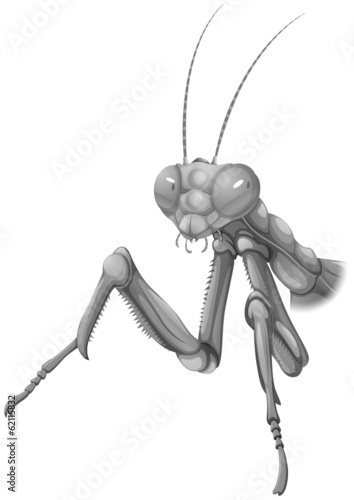 A grey praying mantis