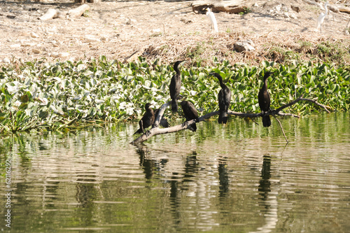 Bird island on the lake of Suchitlan near Suchitoto photo