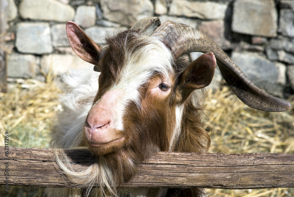 Fototapeta premium Billy goat