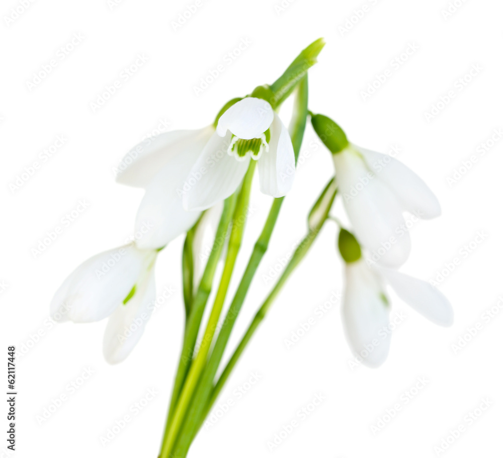 Beautiful snowdrops, isolated on white Beautiful snowdrops, isolated on white