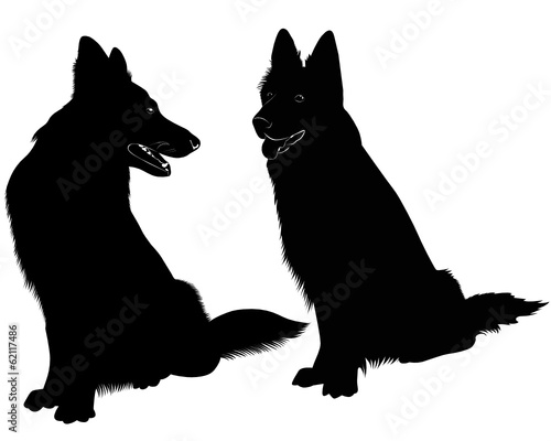Shepherd Dog dog animal