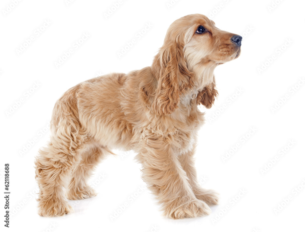 puppy cocker spaniel puppy cocker spaniel