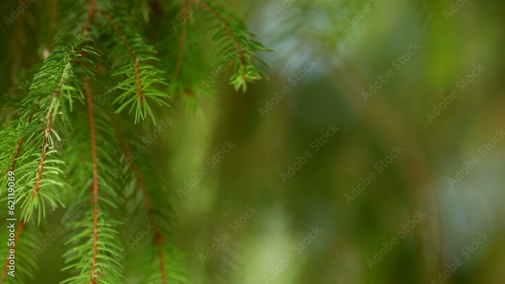 Green pine tree branch with blurry background Green pine tree branch with blurry background