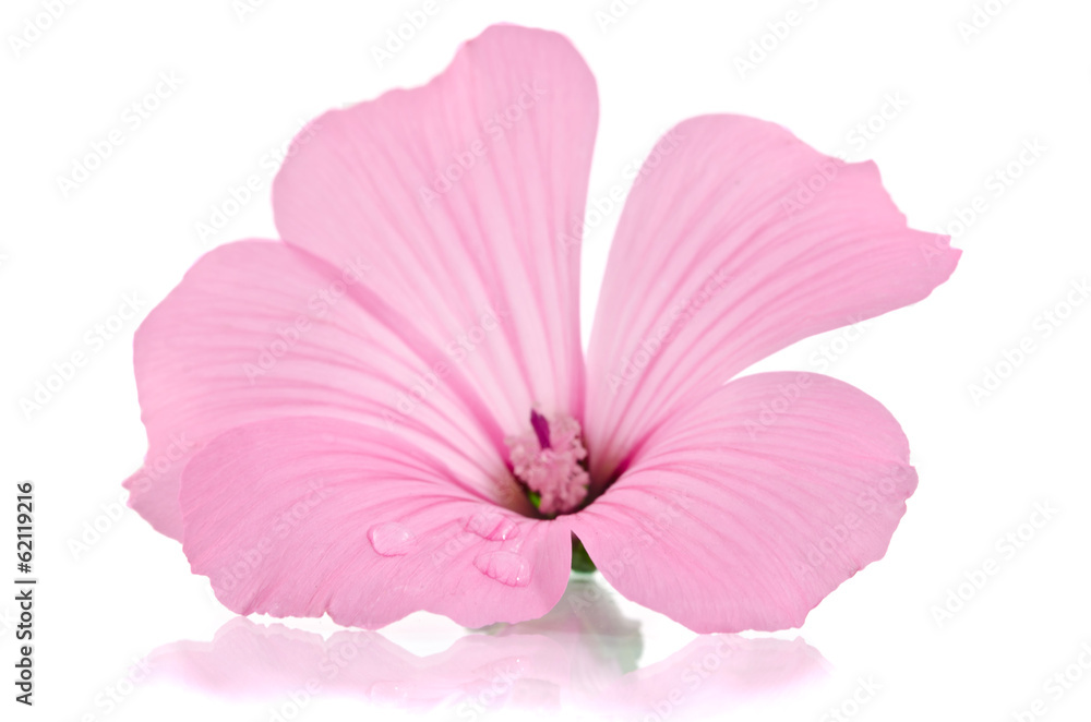 Fototapeta premium Pink malva. Mallows