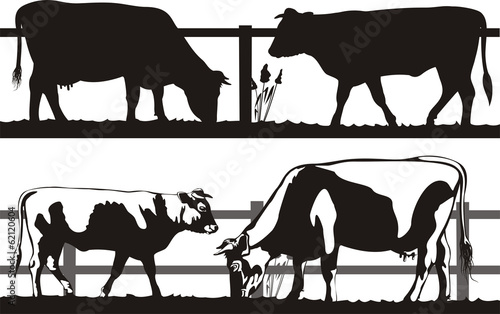 cow and bull on the pasture