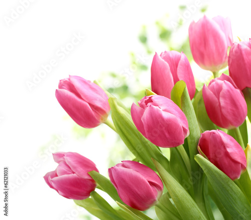 Tulips on white background