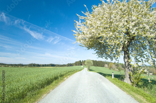 Blühender Baum