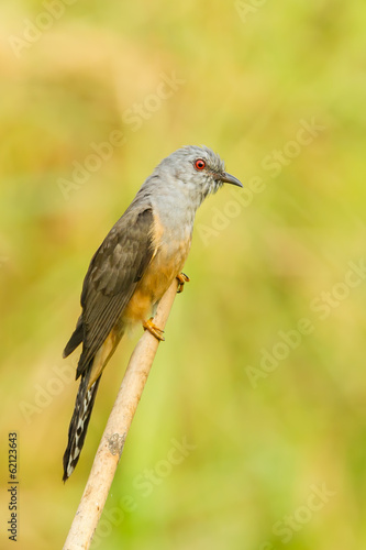 Male Plaintive Cuckoo(Cacomantis merulinus ) in nature photo