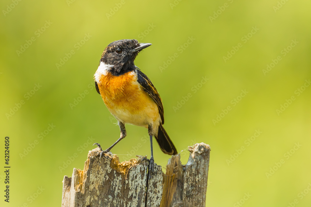 Fototapeta premium Stejneger's Stonechat (Saxicola stejnegeri) stair at us