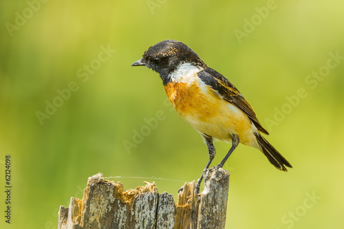 Stejneger's Stonechat (Saxicola stejnegeri) in nature photo