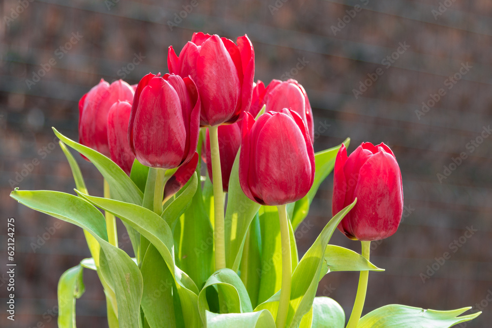 Naklejka premium Rote Tulpen vor brauner Wand