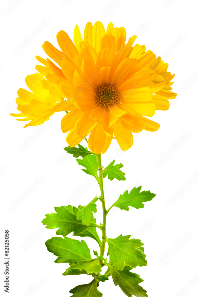 Fototapeta premium yellow chrysanthemum flowers with leaves, isolated on white back