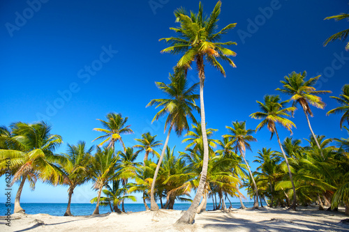 Valokuva Tropical sand beach with palm trees in Dominican Republic