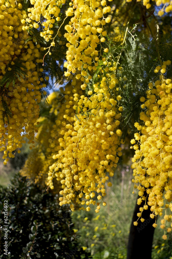 Obraz premium Mimosa