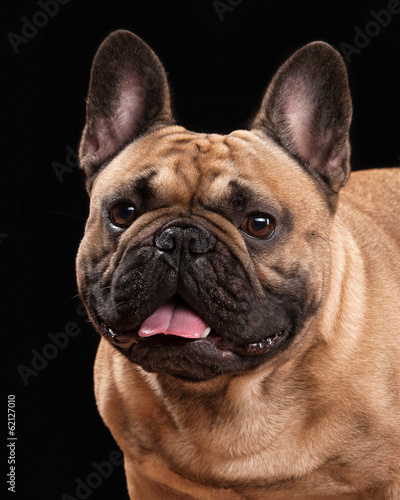 French bulldog puppy on black background © dionoanomalia
