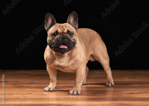 French bulldog puppy on black background with wooden texture © dionoanomalia