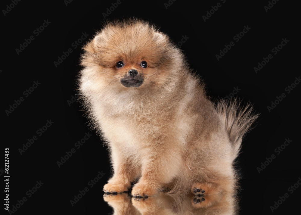 Pomeranian puppy on black background