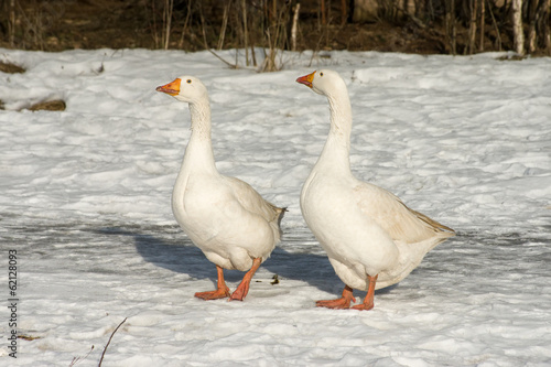 White geese.
