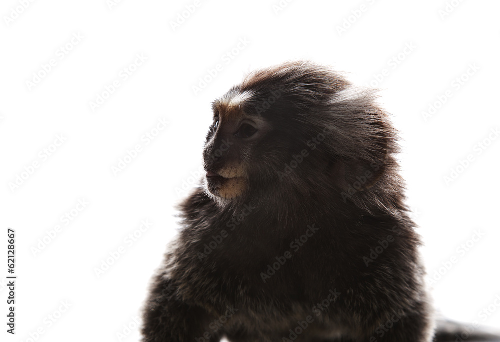 close up face of marmoset monkey on white background close up face of marmoset monkey on white background