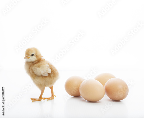 new born yellow baby chick standing on white beside fresh eggs l