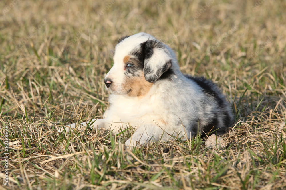 Fototapeta premium Nice puppy of Australian Shepherd Dog in early spring grass