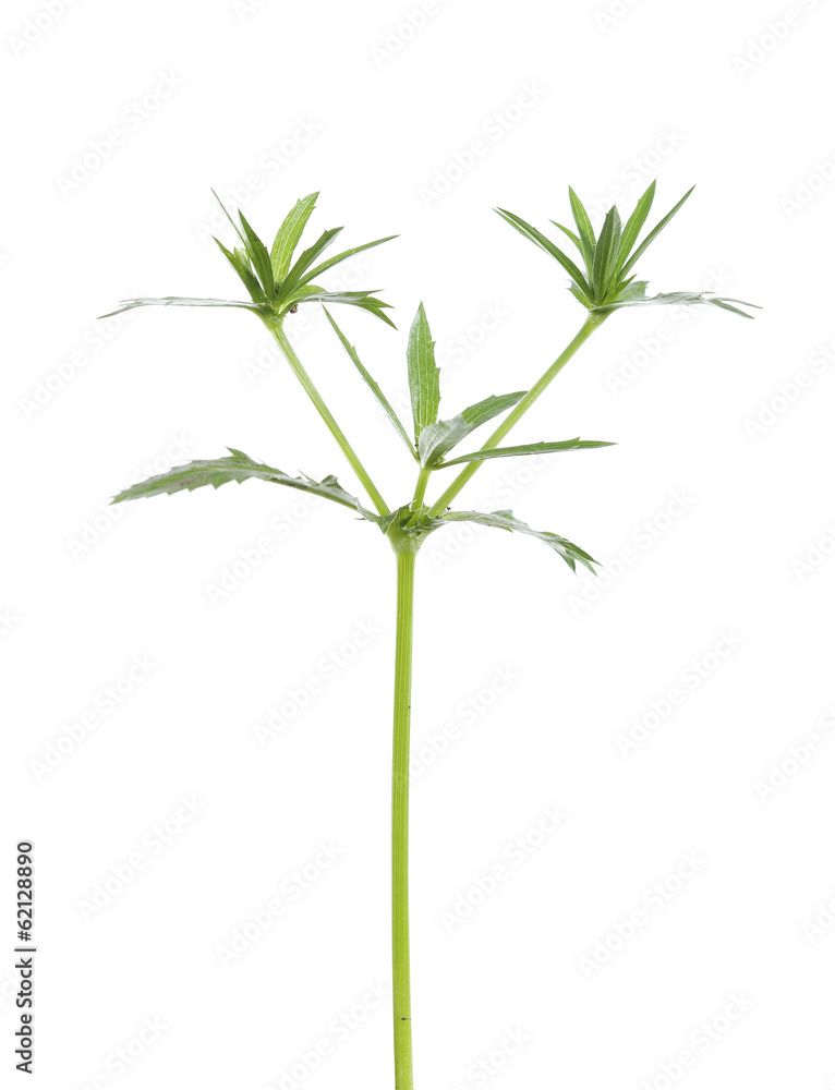 young seedlings of parsley young seedlings of parsley