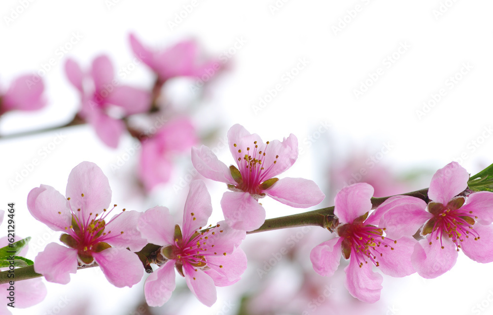 Obraz premium pink blossoms