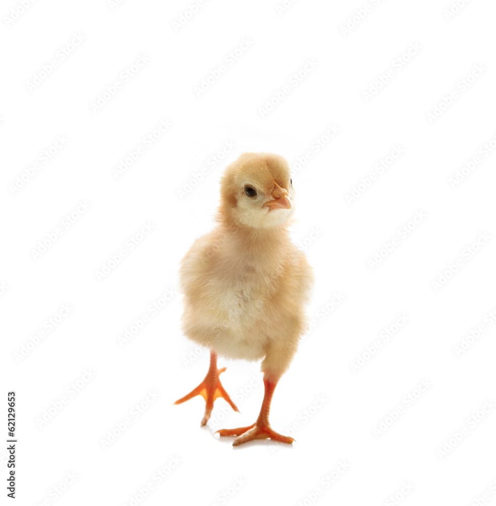 little yellow kid chick standing on white background little yellow kid chick standing on white background