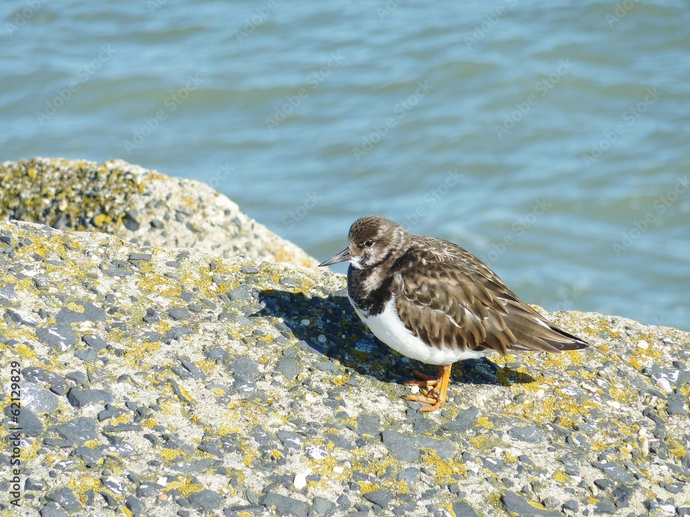 Common ringed plover on a dam