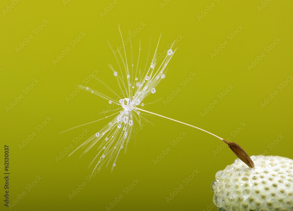 dandelion seeds - obrazy, fototapety, plakaty 