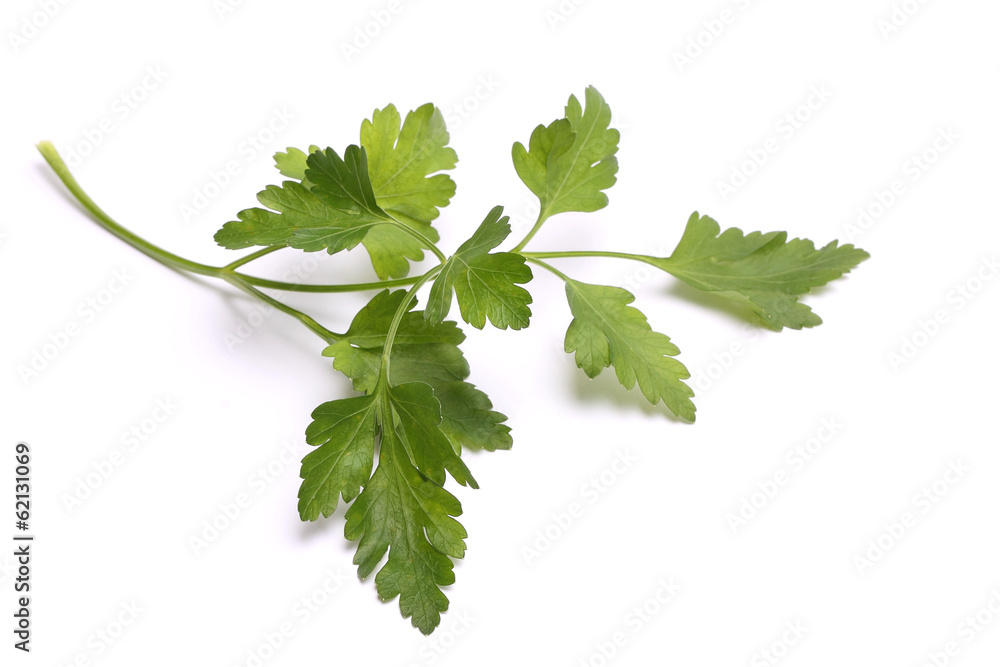 Sprig of parsley isolated on white Sprig of parsley isolated on white